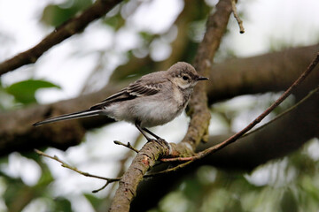Juvenile grey wagtail exploring along the riverbank