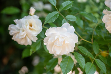 Weiß blühende Floribunda Rose im Sommer / Floribundarose