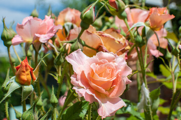 Kupfer orange blühende Strauchrose Westerland im Sommer