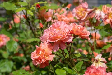 Kupfer orange blühende Strauchrose Westerland im Sommer