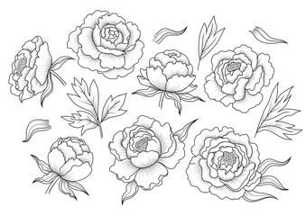 Set of decorative design elements of peony flowers and leaves in vintage style. Retro line art, outline peonies. Vector illustration isolated on the white background