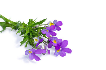 meadow flowers, a bouquet of purple and yellow violets, tied with a grass stem, isolate on a white background