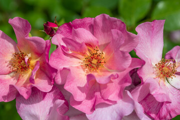 Pink und gelb blühende Strauchrose im Sommer
