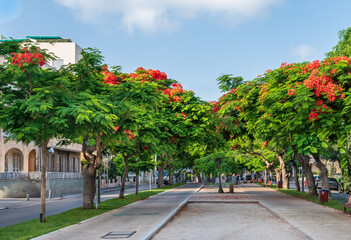 Delonix regia  ( Royal Poinciana) trees  blooming on Boulevard Rothschild in Tel Aviv.