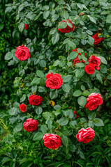 red roses in their natural habitat, in full bloom at close range