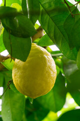 yellow lemon hanging on a branch on a sunny day