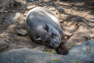 Sleeping pig with cutie rabbit in Wat pra putthabat phu kwai ngoen at chiang khan district loei thailand.Chiang Khan rabbit temple or Wat Pra Putthabat Phu Kwai Ngoen
