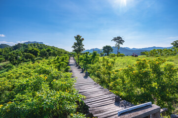 Beautiful landscape view and wooden bridge on Phu Lamduan at loei thailand.Phu Lamduan is a new tourist attraction and viewpoint of mekong river between thailand and loas.