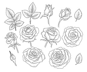 Set of decorative design elements of rose flowers and leaves in vintage style. Retro line art, outline roses. Vector illustration isolated on the white background - obrazy, fototapety, plakaty