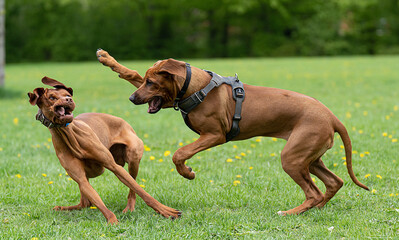 High Five to the face.