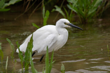 Little egret fishing