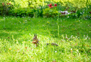 squirrel on a background of green grass on a summer day
