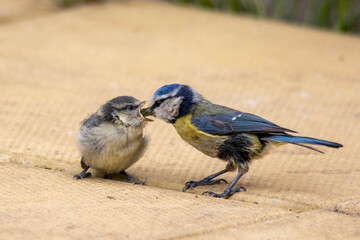 Feeding time for blue tit fledgling