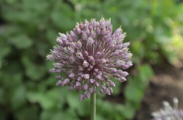 Garlic blooms on the background of greenery in the garden.