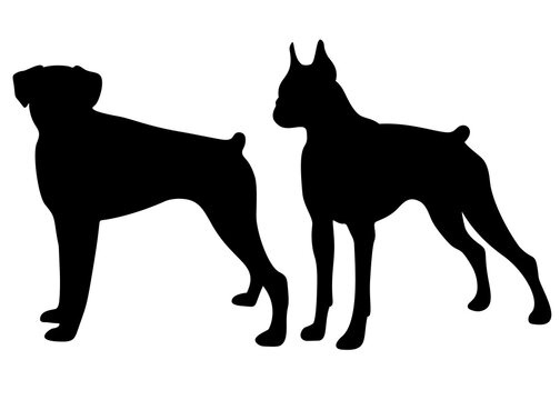 Boxer dog breed. Vector image.