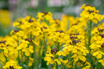 yellow summer flowers with black core. Natural background. Flowers background. Beautiful neutral colors..