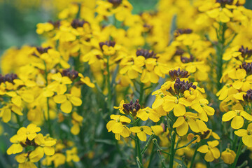 yellow summer flowers with black core. Natural background. Flowers background. Beautiful neutral colors..