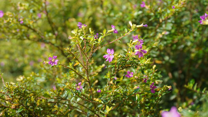 Little purple flower in the garden in summer