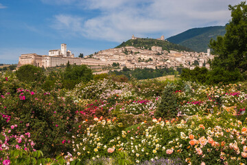 Romantic and panoramic view of Assisi medieval town of peace from rose garden in Umbria