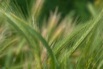 Feathery fresh green spiky grass in the summer