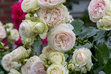 roses bouquet in a park outside with the color yellow pink and white