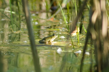 frog in the water