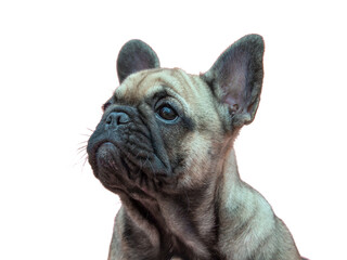 Funny small french bulldog puppy portrait isolated on the white background