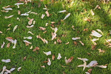 Falling petals of magnolia flowers on the grass in spring in the garden 