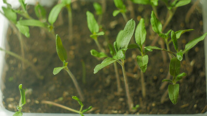 Seedlings of tomatoes close-up. Green growing grass on windowsill