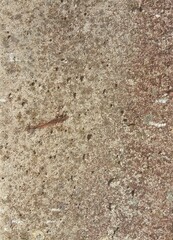 concrete gray old cracked background, wall background
