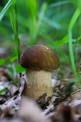 mushroom in the natural environment in the forest