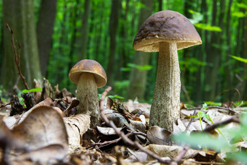 mushroom in the natural environment in the forest