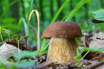 mushroom in the natural environment in the forest