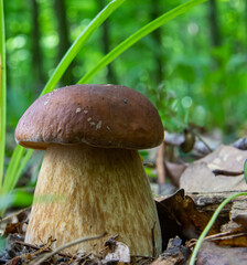 mushroom in the natural environment in the forest