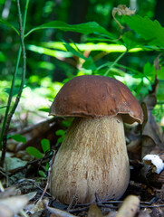 mushroom in the natural environment in the forest