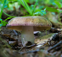 mushroom in the natural environment in the forest