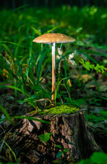 mushroom in the natural environment in the forest