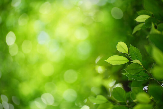 Green leaf for nature on blurred background,