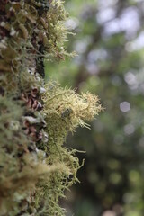 Moss