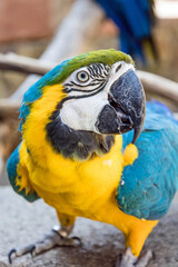 blue yellow macaw parrot 