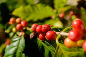 Red coffee berries on plant in close up with defocused green foliage background.