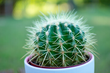 Kaktus z kolcami makro
