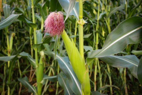 Unripe young corn on a plant in a field. Corn field.