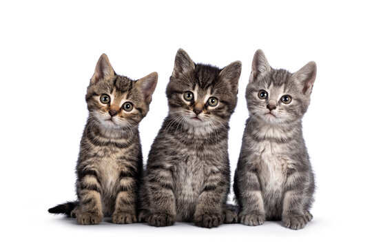 Cute tabby house cat kittens, sitting beaside each other on a perfect row. Looking towards camera. isolated on a white background.