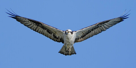 eagle in flight