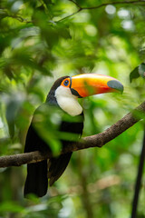 Toucan of the Ramphastos sulphuratus species in a tropical forest in southern Brazil. The toucan is a bird that inhabits the Brazilian rainforests. © Cacio Murilo
