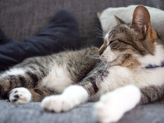 ソファの上でくつろぐ猫