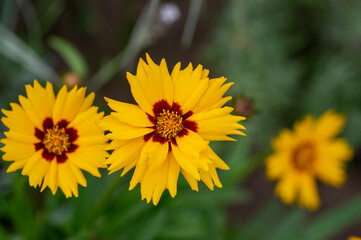 Coreopsis grandiflora bright yellow flowering plant, group of petal ornamental flowers in bloom
