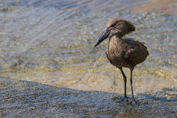 Solitary hamerkop (Scopus umbretta) bird standing in water on a rock in Kruger National Park, South Africa with blurred background