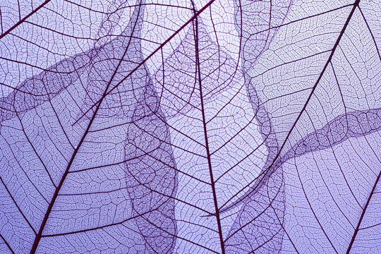 Beautiful Leaf veins texture, Abstract autumn background of Skeleton leaves purple © Taras